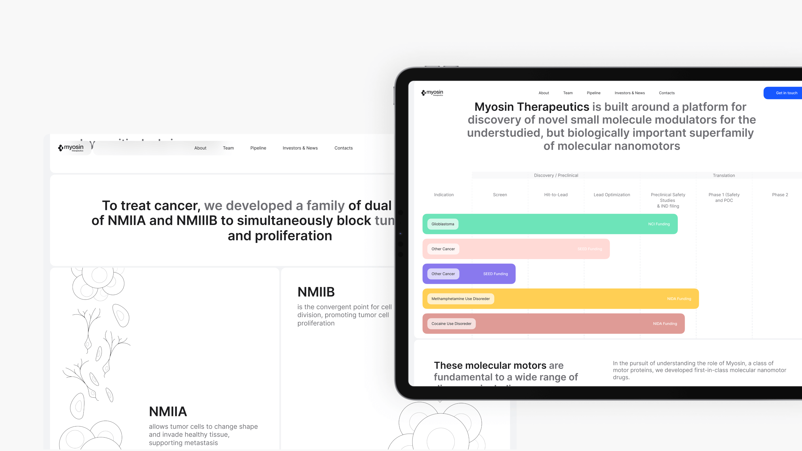A tablet showcasing a clean web design, featuring a colorful timeline and text about Myosin Therapeutics, set against a clean white background, crafted by a leading website design agency in Calgary.